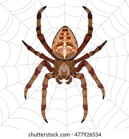 Araneus spider sitting on the web, vector illustration