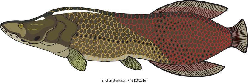 arapaima