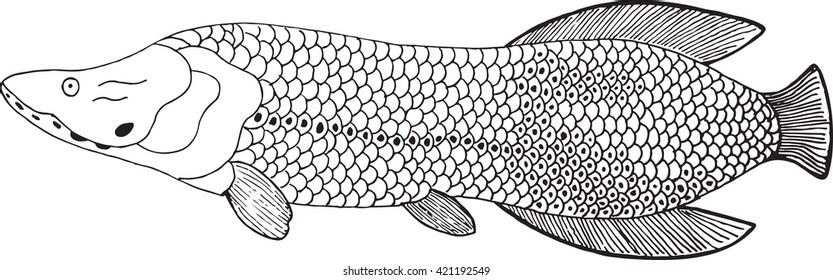 arapaima