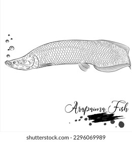 Pescado de Arapaima, pescado de agua dulce, boceto de peces realista ilustración vectorial 