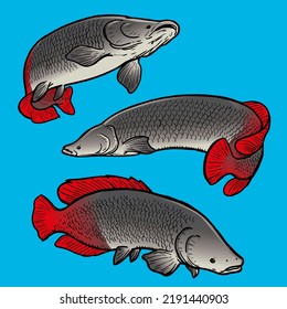 Arapaima fish template for premium pack