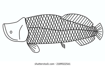 Arapaima or pirarucu is a primitive fish typical of the Amazon basin. Its geometry inspires legends and indigenous art in the region.