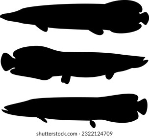 Arapaima silhouette. Black and white silhouette. Set silhouette of arapaima fish.