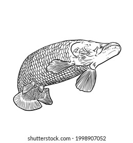 Arapaima-Fish vector hand drawing illustration in black color isolated on white background