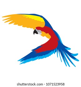 Arara bird Brazil