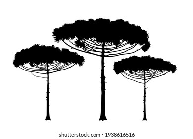 Araucaria araucana, pino brasileño. Icono de ilustración de árbol de coníferas de color verde, precipitación, textura. Los árboles se dibujan sobre un fondo blanco. Vector.