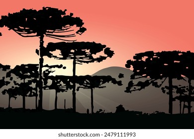 Araucaria, brasilianische Kiefer, Illustration von Kiefern in der südlichen Region von Brasilien mit einem schönen Sonnenuntergang im Hintergrund.