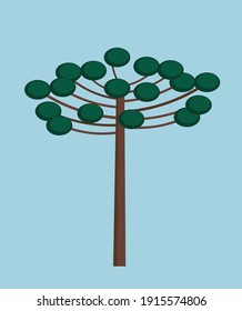 araucaria tree cartoon icon design template. modern vector illustration isolated on blue background