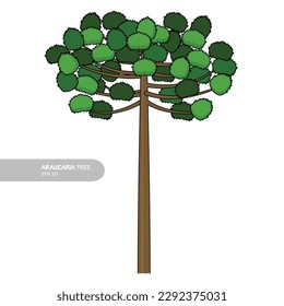 araucaria tree design vector flat modern isolated illustration