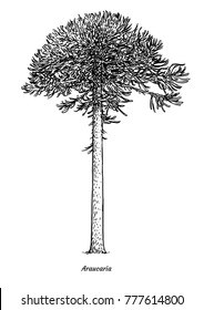 Araucaria tree illustration, drawing, engraving, ink, line art, vector