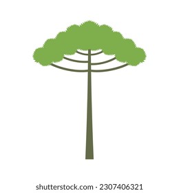 Araucaria tree isolated on white background. araucaria design vector flat modern illustration