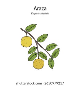 Araza, ou araca-boi (Eugenia stipitata), planta comestível e medicinal. Ilustração vetorial botânica desenhada à mão