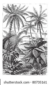 Arborescent Ferns during the Carboniferous Period, vintage engraved illustration. Trousset encyclopedia (1886 - 1891).