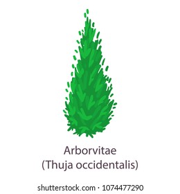 Arborvitae icon. Flat illustration of arborvitae vector icon for web