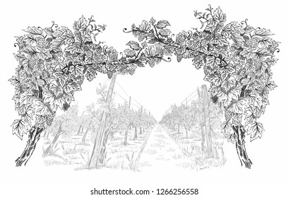 Arc from of grapevine with landscape of vineyard  on background hand drawn horizontal sketch vector illustration isolated on white