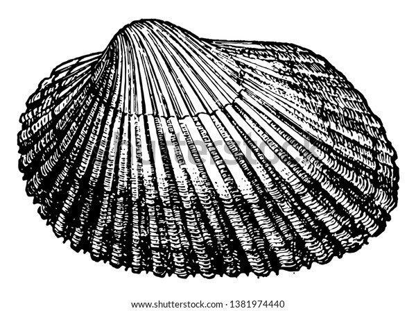 Arca Transversa Common Plicated Shell Atlantic庫存向量圖(免版稅 