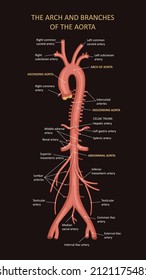 The Arch And Branches 
Of The Aorta. Structure Of The Aorta. The Major Arteries. Abdominal Vascular Anatomy.