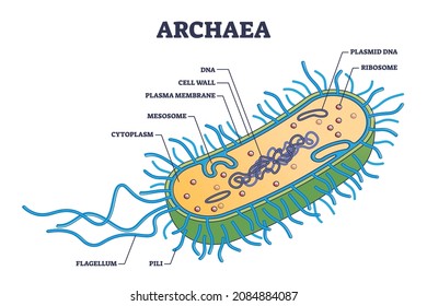 Archaea or archaebacteria detailed anatomical inner structure outline diagram. Labeled educational microbiology organism parts explanation with microscopic prokaryote closeup vector illustration.