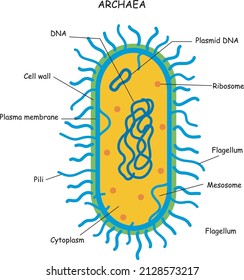 Archaea ,archaebacteria, inner structure outline diagram,Labeled educational microbiology organism parts explanation with microscopic prokaryote closeup vector illustration.