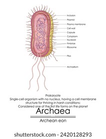 La arcaea se considera una de las primeras formas de vida del planeta, simples organismos de una sola célula sin núcleo. Tienen una membrana celular especial que los ayuda a prosperar en condiciones difíciles.