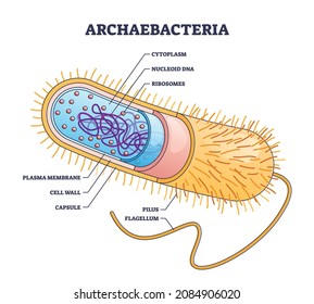 Archaebacteria inner and outer anatomical bacteria structure explanation outline diagram. Labeled educational biological microorganism description with capsule, pilus and flagellum vector illustration