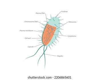Archaebacteria inner and outer anatomical bacteria structure explanation diagram