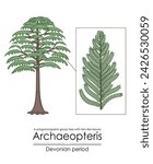 Archaeopteris, the earliest known woody tree, a Devonian period progymnosperm group tree with fern-like leaves. Colorful illustration on a white background