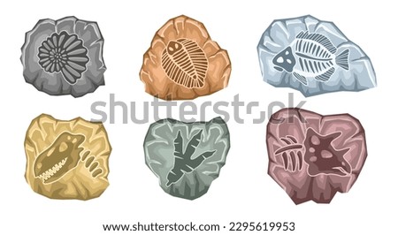 Archeologic fossil dig set. Ancient prehistoric fossils with dinosaur paw, tyrannosaurus skull and skeleton, sea shells and bones. Paleontology and history. Cartoon flat vector illustration collection