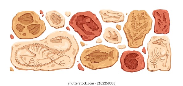 Archeology fossil  stone and jurassic dinosaur skeleton  skull  bone drawings  paw footprint  Prehistory rock and plant  seashell silhouettes  Flat vector illustrations isolated white background