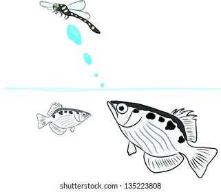 Archer Fish