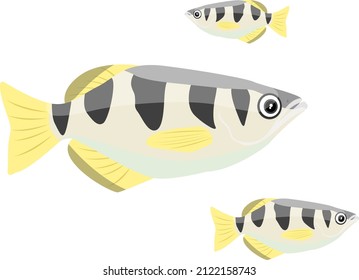 Archer fish, illustration, vector on a white background.