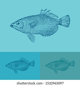 Archer fish vector. Vintage illustration drawing. Applied in colored backgrounds.