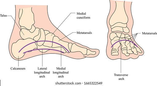 Arches of the feet vector. Foot skeleton anatomy