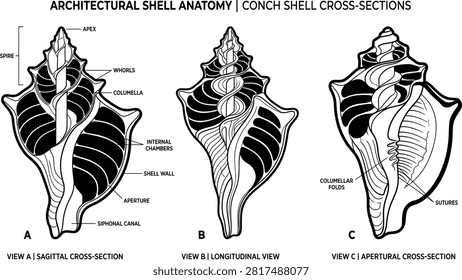 Architectural Conch Shell Anatomy Vector Set with Sagittal Longitudinal and Apertural Cross Sections Showing Internal Chambers and Spiral Structures.eps