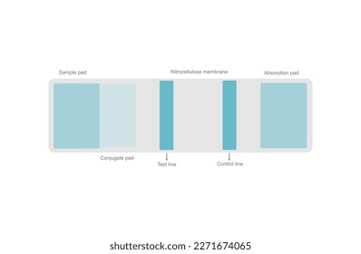 The architecture in a cassette of Lateral flow test or Rapid test kit  that including Control and Test line ,Sample, Conjugate and Absorption pad on the nitrocellulose membrane.