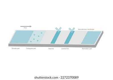 The architecture of Lateral flow test or Rapid test kit  that show the important element in cassette:  Control and test line, Sample, Conjugate and Absorption pad on the nitrocellulose membrane.