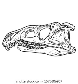 Archosaurus rossicus fossilized skull hand drawn sketch image. Carnivorous archosauriform reptile dinosaur fossil illustration