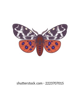 Arctia caja. Night butterfly isolated on white background. Vector color illustration of insects. Vintage engraving.