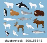 Arctic animals collection with reindeer, orca, narwhal, shark, musk ox, fox, wold, puffin, tern, moose, walrus, penguin, beluga whale, hare, polar bear, harp seal, dall sheep, snowy owl