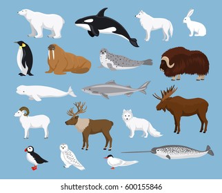 Arctic animals collection with reindeer, orca, narwhal, shark, musk ox, fox, wold, puffin, tern, moose, walrus, penguin, beluga whale, hare, polar bear, harp seal, dall sheep, snowy owl svg