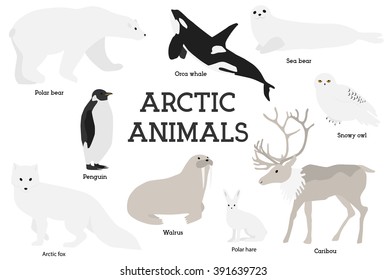 Arctic animals collection. Set of flat minimal vector illustrations of polar mammals and birds.Penguin, seal, hare, snowy owl, bear, orca whale, fox, caribou, walrus.Cute cards for memory game.Drawing