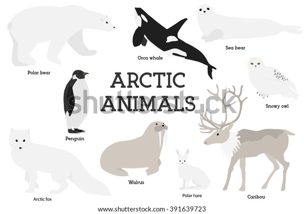 Arctic animals collection. Set of flat\
minimal vector illustrations of polar mammals and birds.Penguin,\
seal, hare, snowy owl, bear, orca whale, fox, caribou, walrus.Cute\
cards for memory\
game.Drawing
