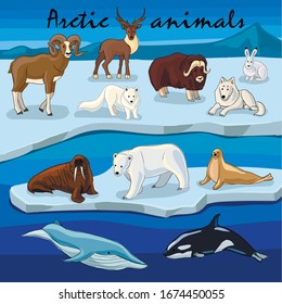 Arctic Animals Collection Vector Image