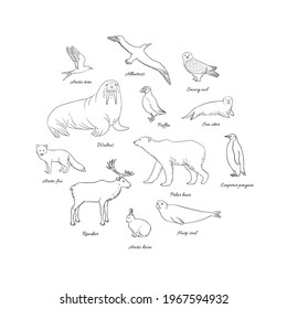 Arctic animals set in circle. Polar mammals and birds line art with walrus, albatross, polar bear, snowy owl, reindeer, arctic fox, puffin, harp seal, hare, penguin and arctic tern in vector