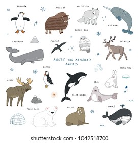Arctic and antarctic polar doodle cartoon vector animals illustrations hand drawn set