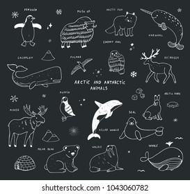 Arctic and antarctic polar doodle cartoon vector animals illustrations hand drawn set