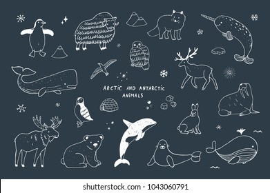 Arctic and antarctic polar doodle cartoon vector animals illustrations hand drawn set