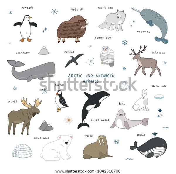 Arctic Antarctic Polar Doodle Cartoon Vector Stock Vector (Royalty Free ...