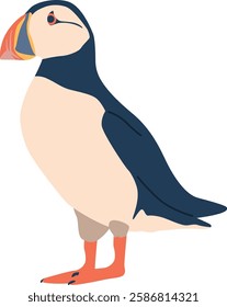 Arctic bird puffin vector illustration