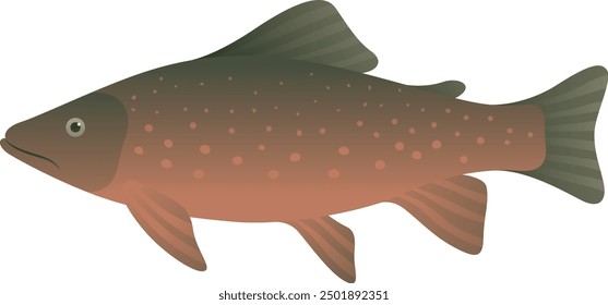 Arctic char or charr realistic illustration. Cold-water fish isolated on white background. Aquatic animal and sea food.